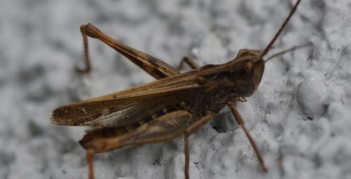 Réf. 312 205 : Chorthippus biguttulus biguttulus